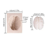 Brain mold