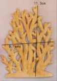Seaweed Mold